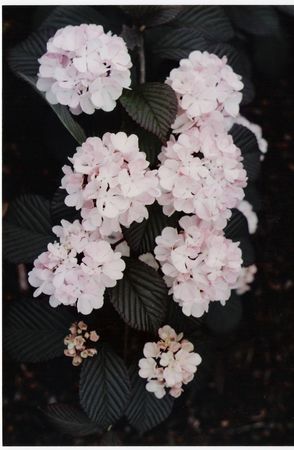 Pink Japanese Snowball